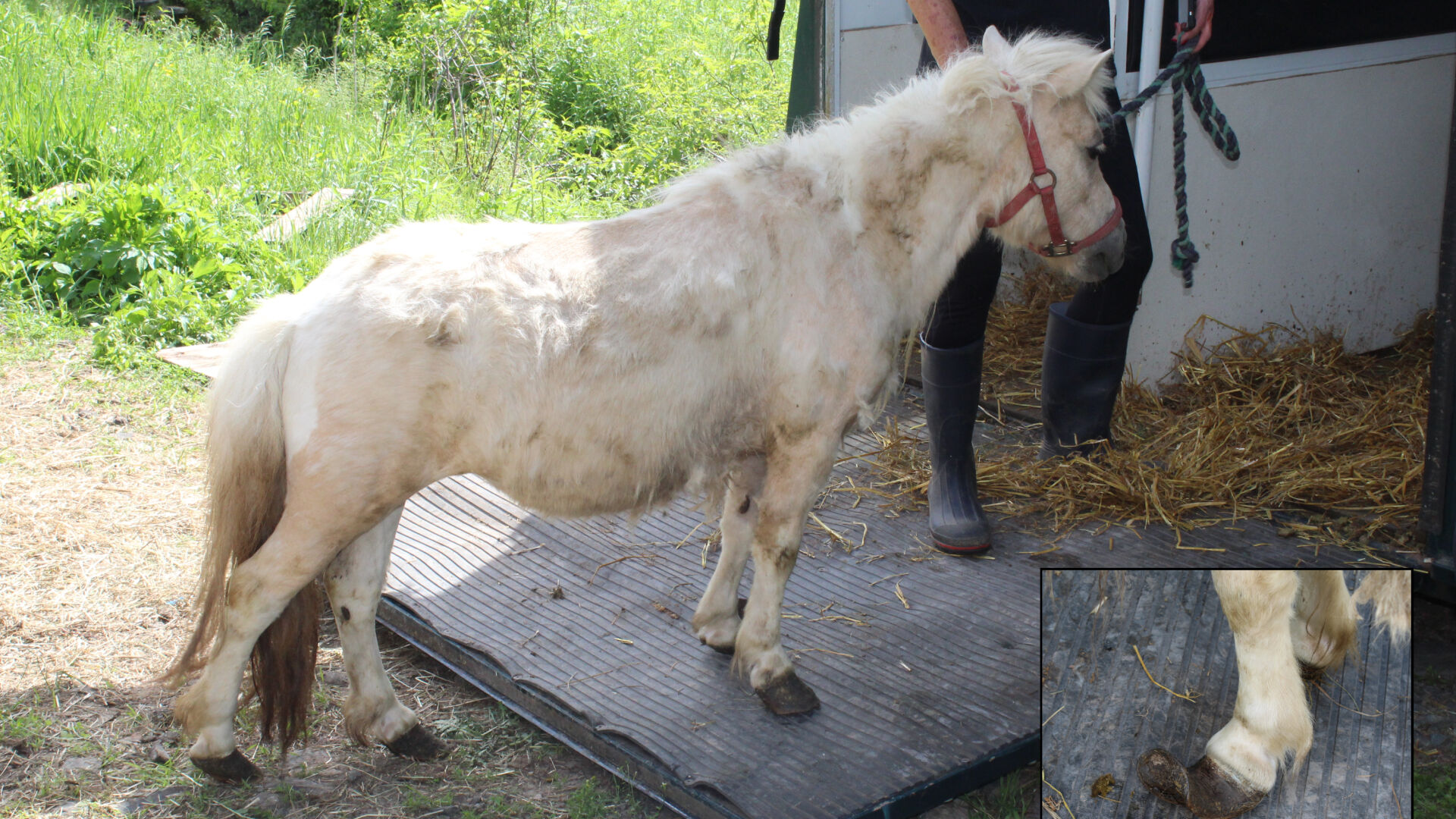 Flemington animal cruelty